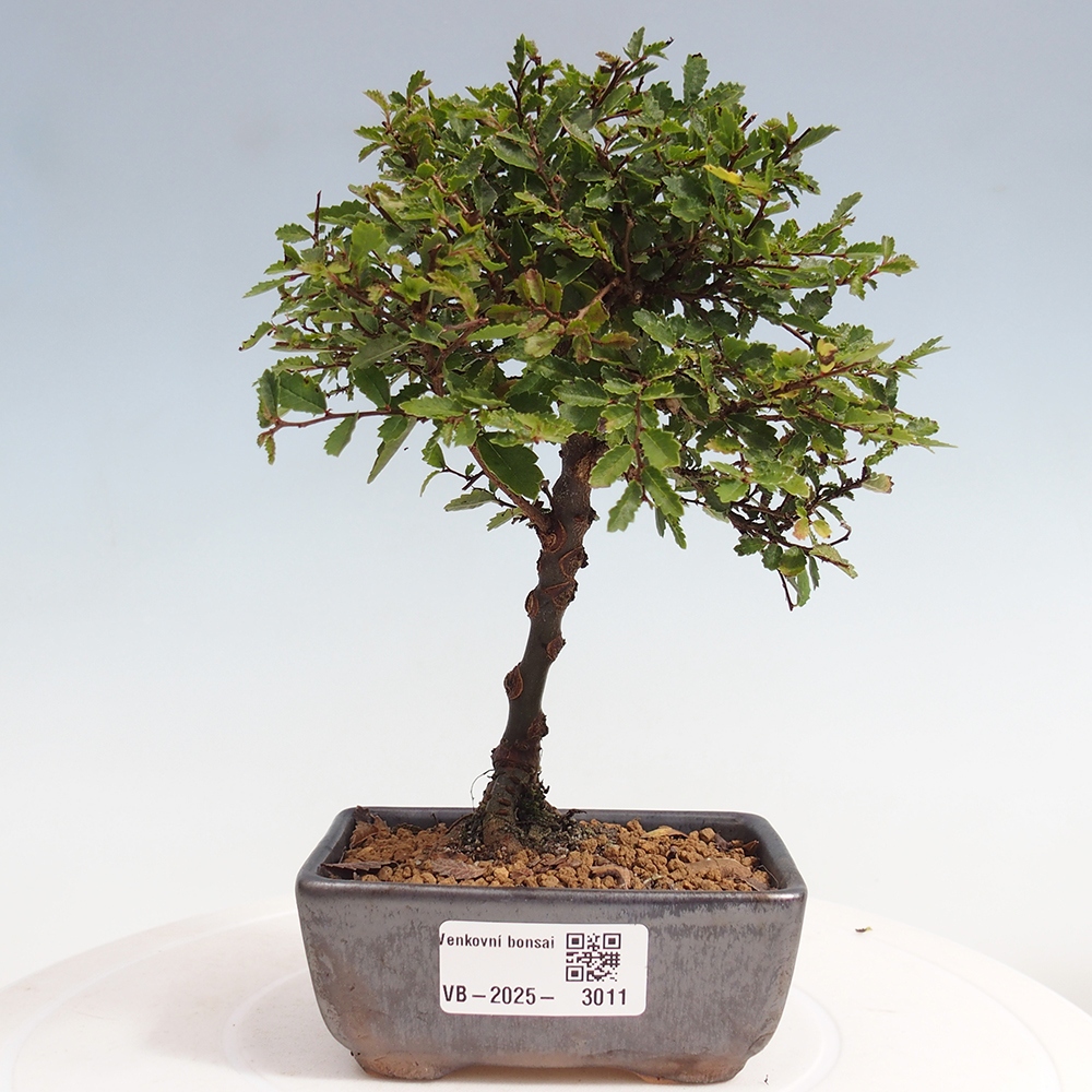 Bonsai da esterno - Ulmus parvifolia Sagei - Olmo a foglie piccole
