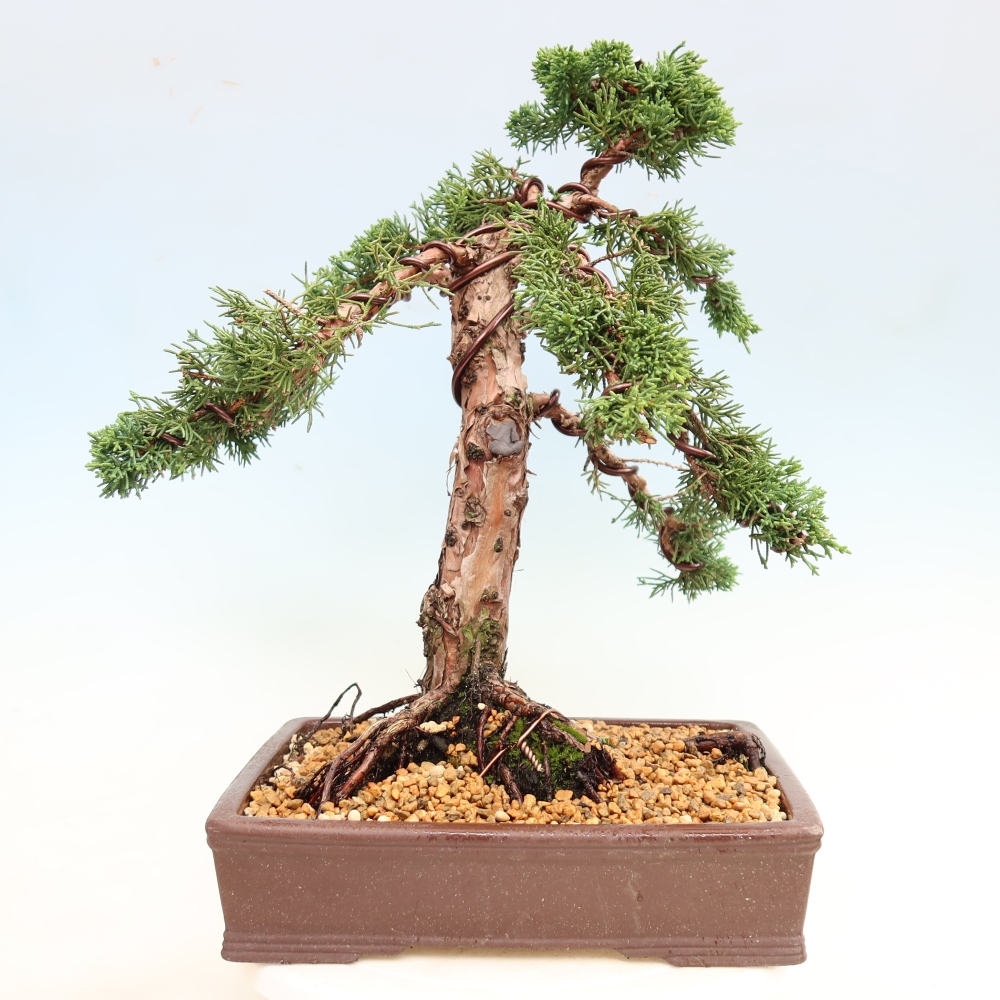 Bonsai da esterno - Juniperus chinensis Kishu