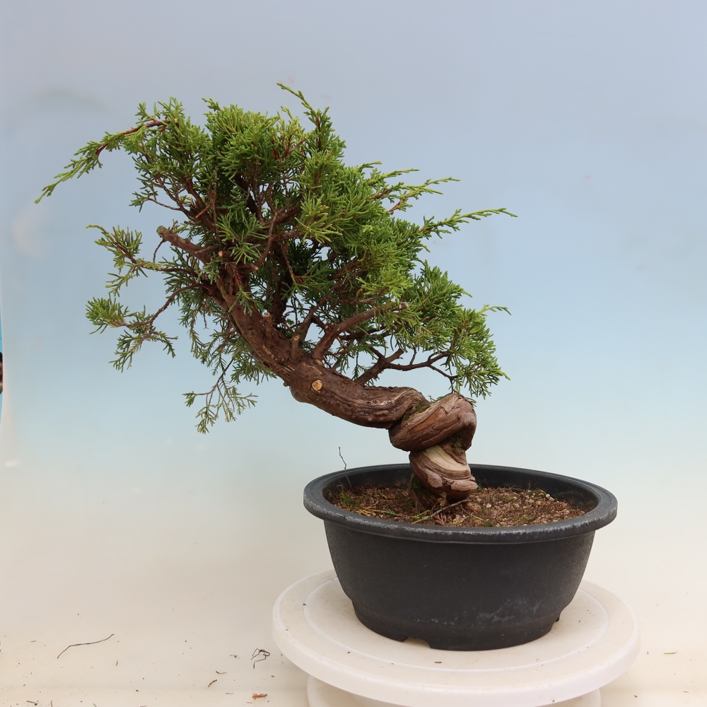 Bonsai da esterno - Juniperus chinensis Itoigawa-Juniperus chinensis