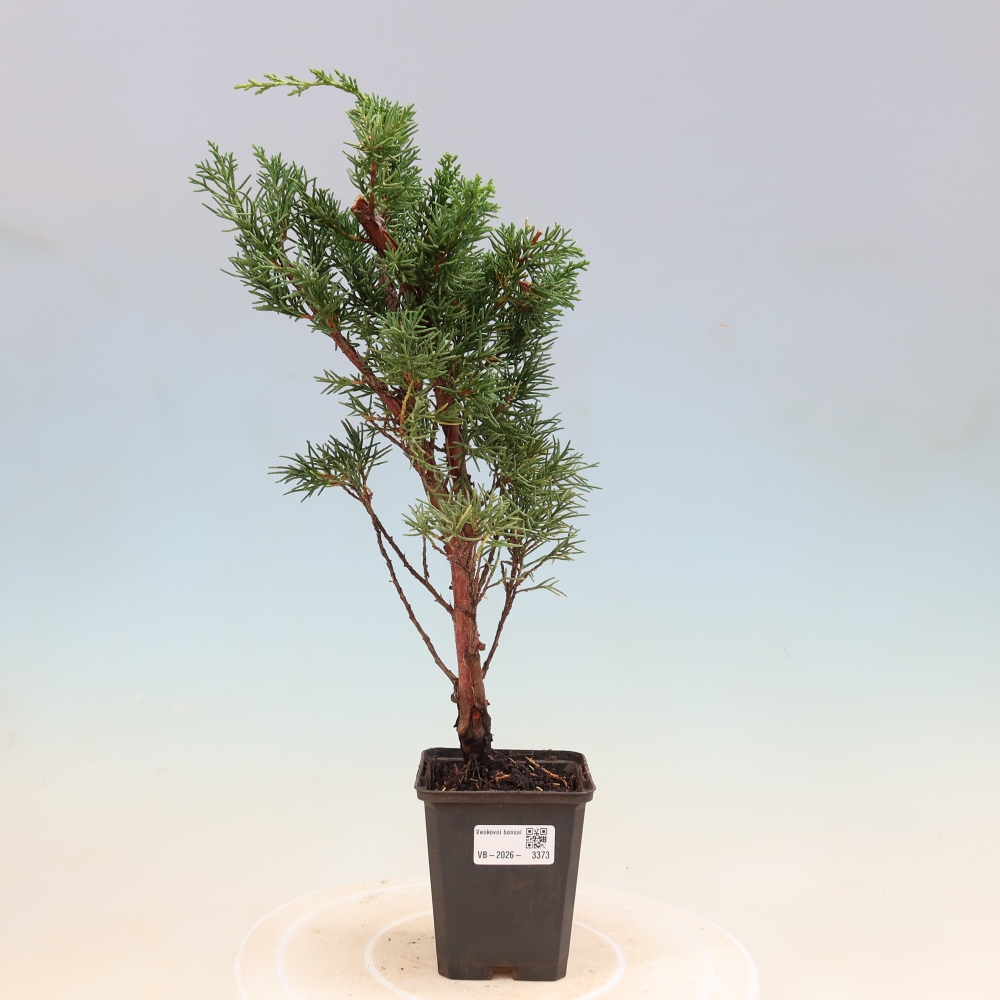 Bonsai da esterno - Juniperus chinensis Kishu