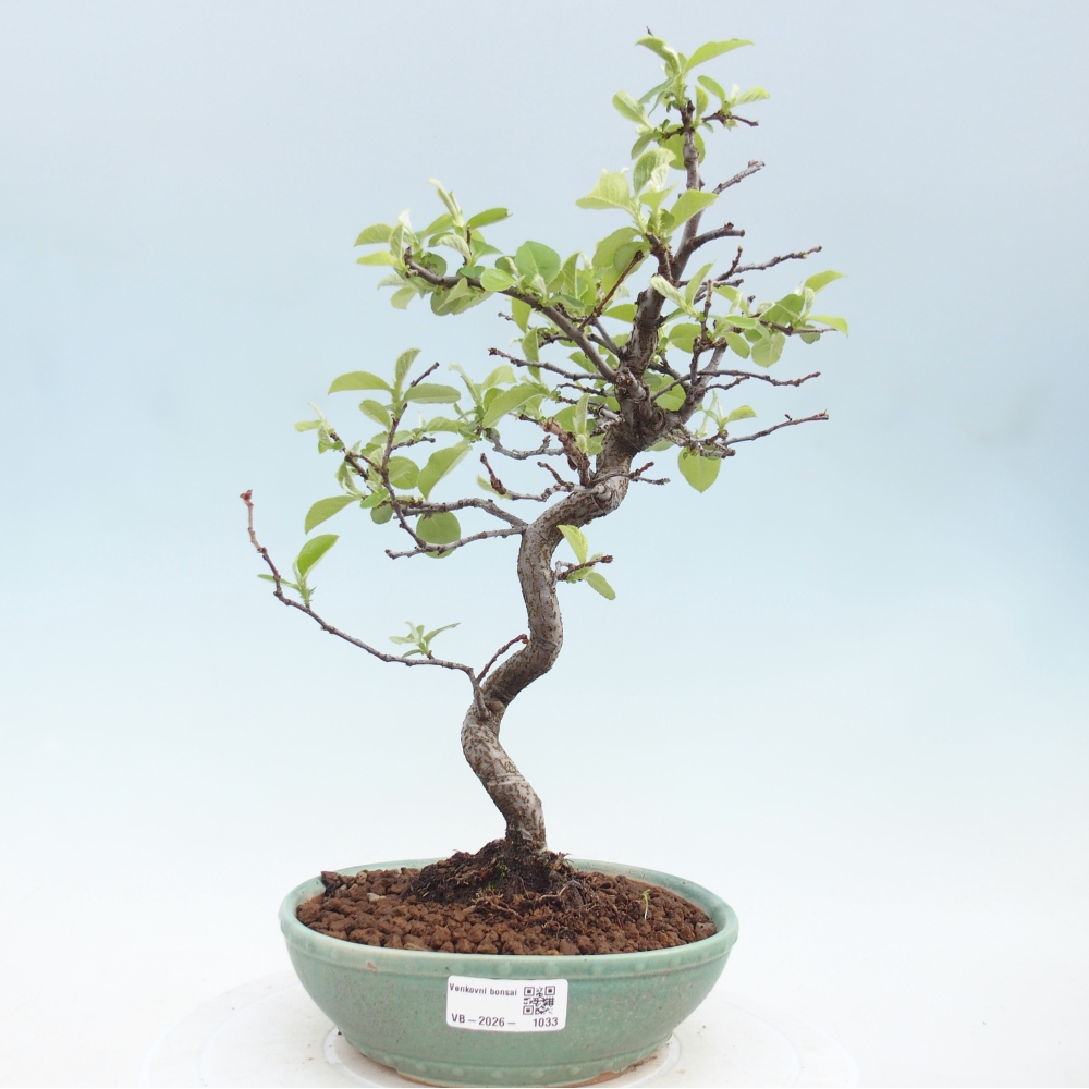 Bonsai da esterno - Chaneomeles chinensis