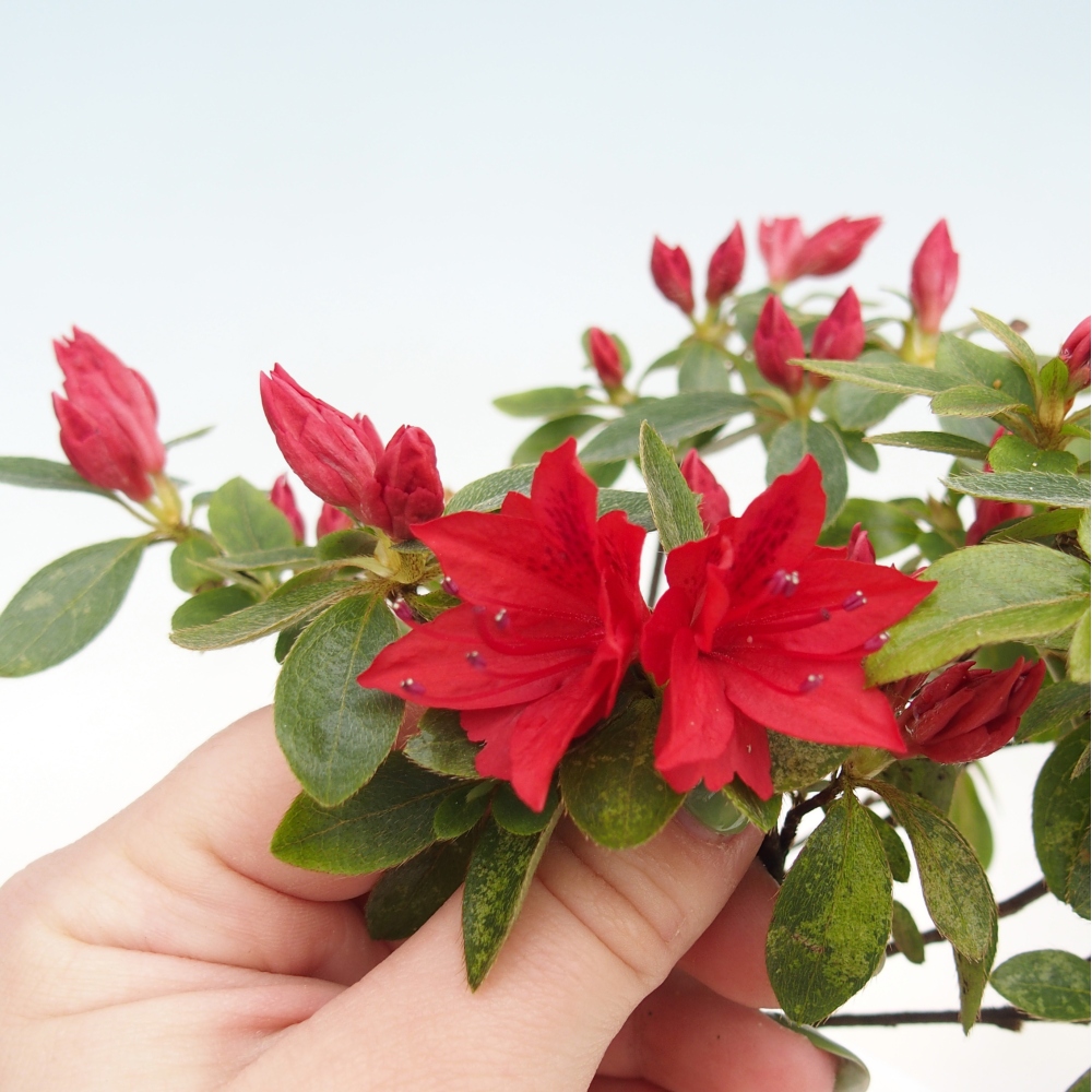 Bonsai da esterno - Azalea giapponese - Azalea sp.