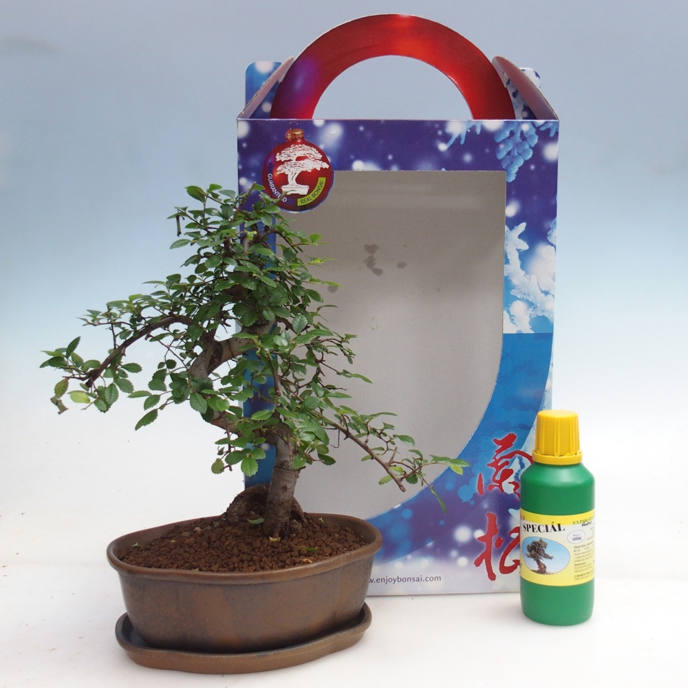 Ulmus parvifolia - olmo cinese