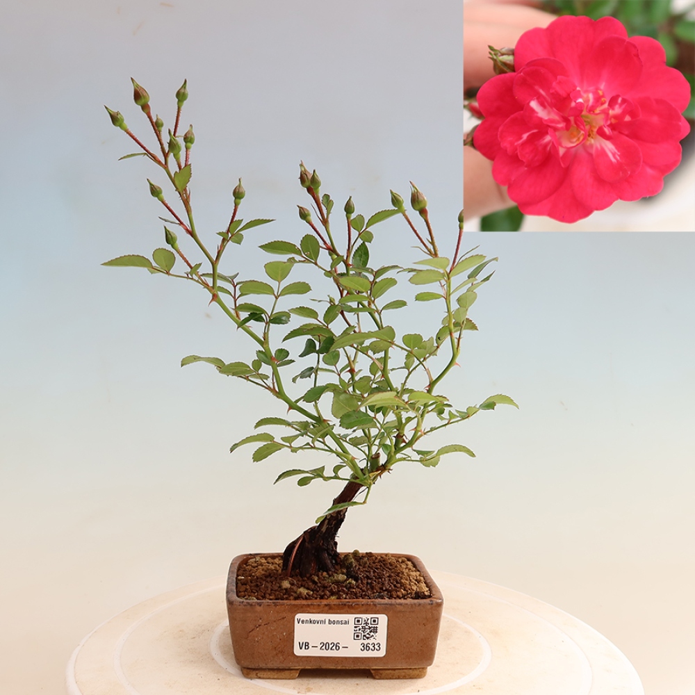 Bonsai da esterno - Rosa Kordes - rosa