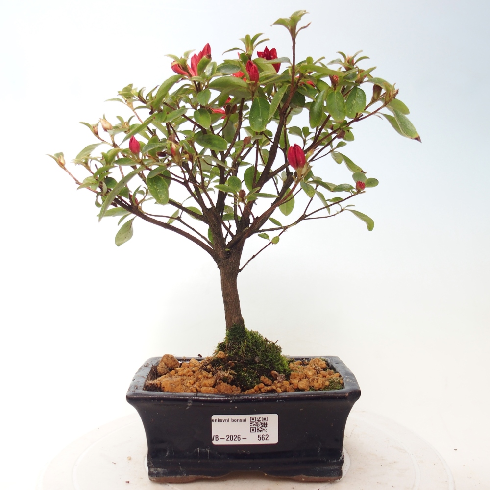 Bonsai da esterno - Azalea giapponese - Azalea sp.