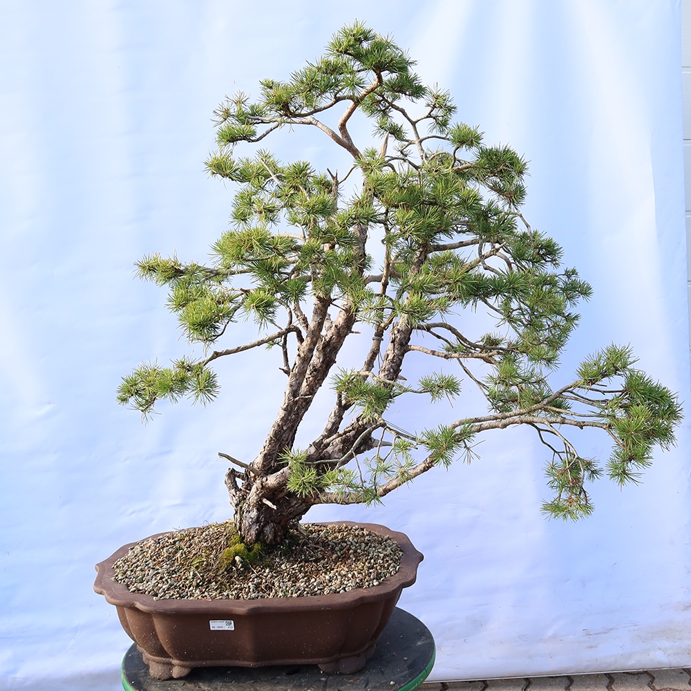 Pinus sylvestris Spagna - pino silvestre