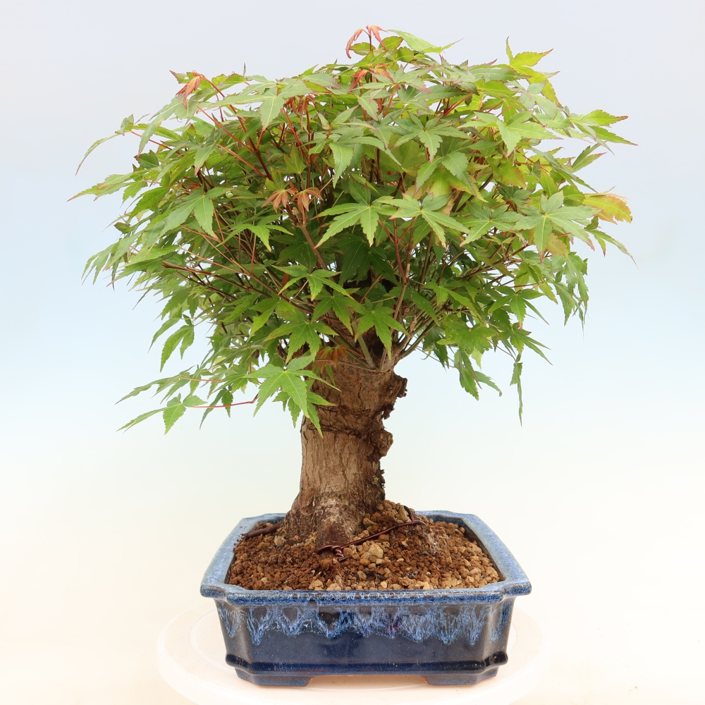 Bonsai da esterno - Acero Burger - Acer Burgerianum