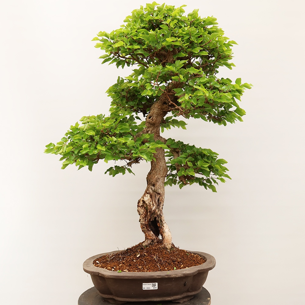 Bonsai da esterno -Carpinus Coreana - Carpino coreano