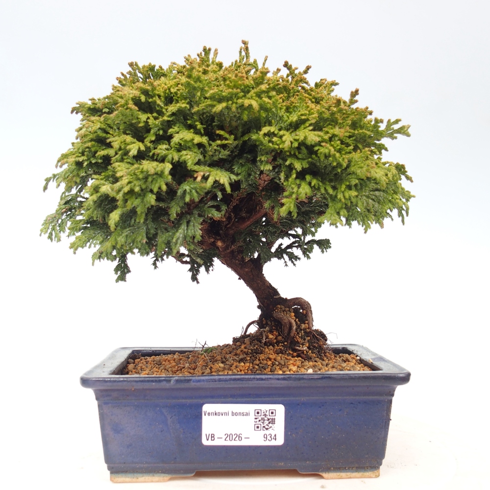 Bonsai da esterno - Cham.pis Parslori - Cipresso