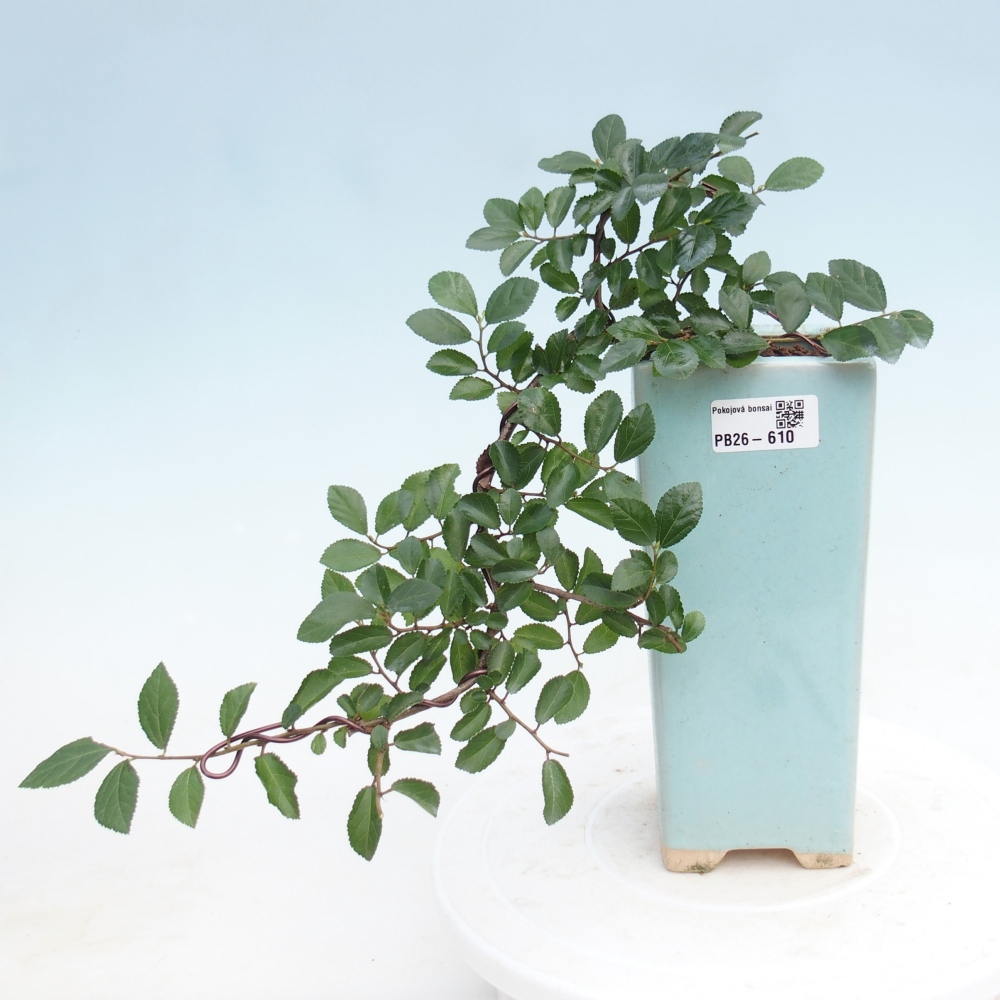 Bonsai da interno - Grewia occidentalis - Stella marina della lavanda