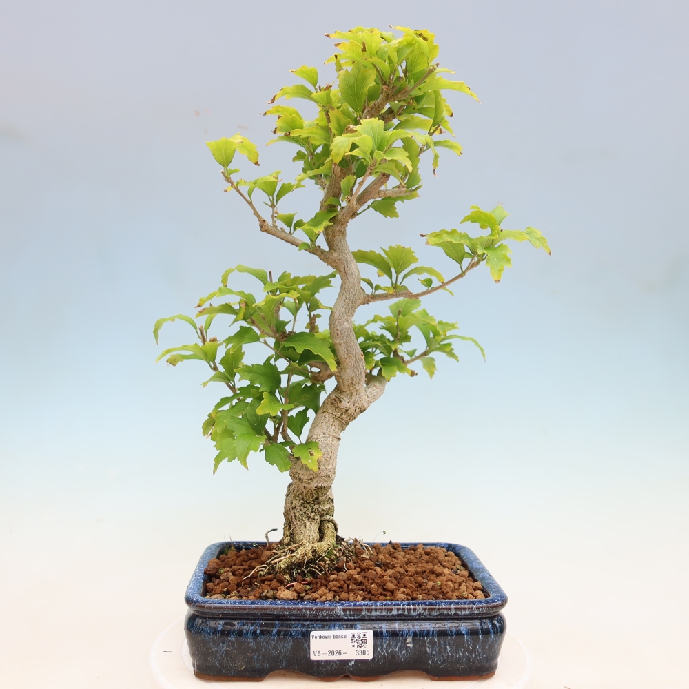 Bonsai da esterno - Hibiscus syriacus - Ibisco siriano