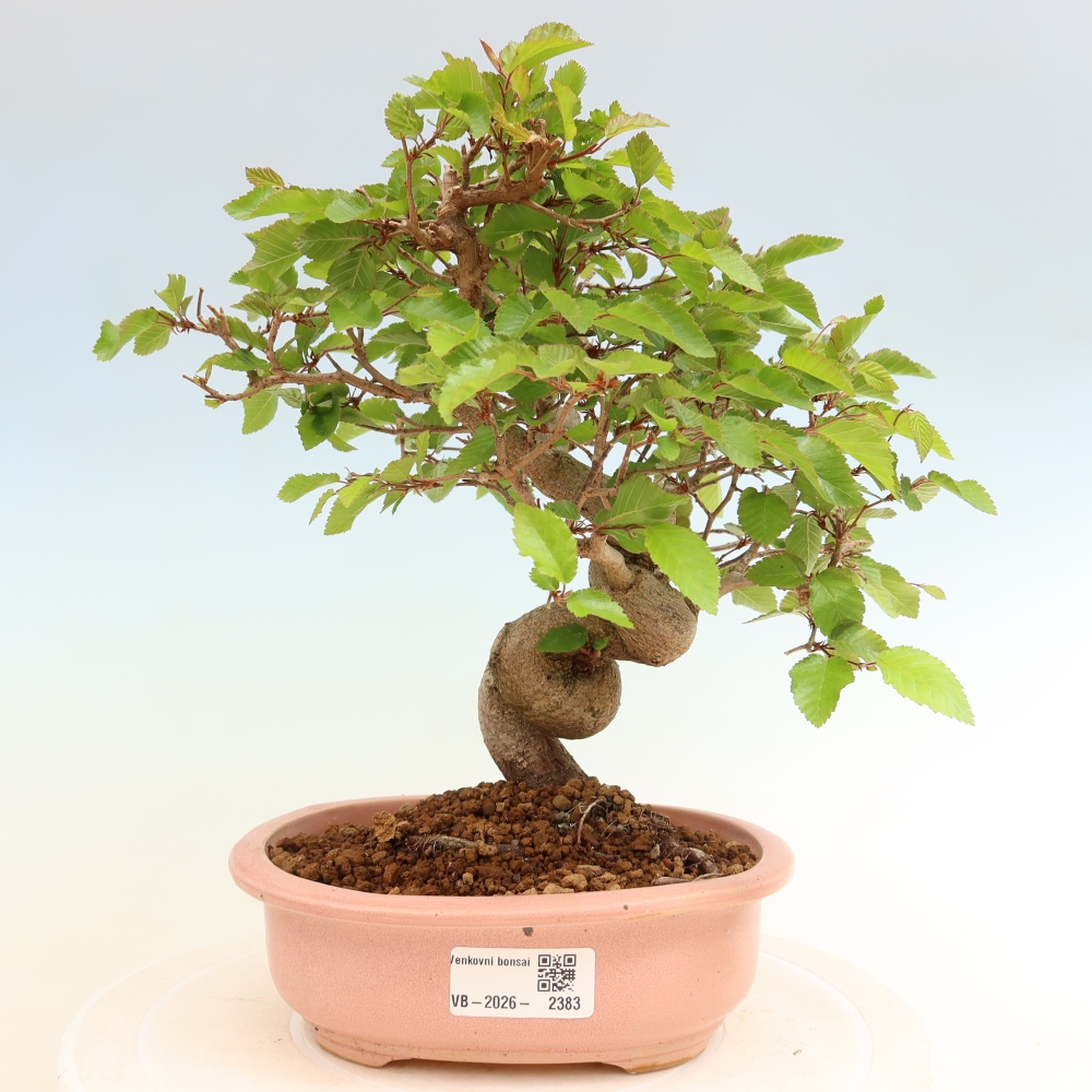 Bonsai da esterno -Carpinus Coreana - Carpino coreano