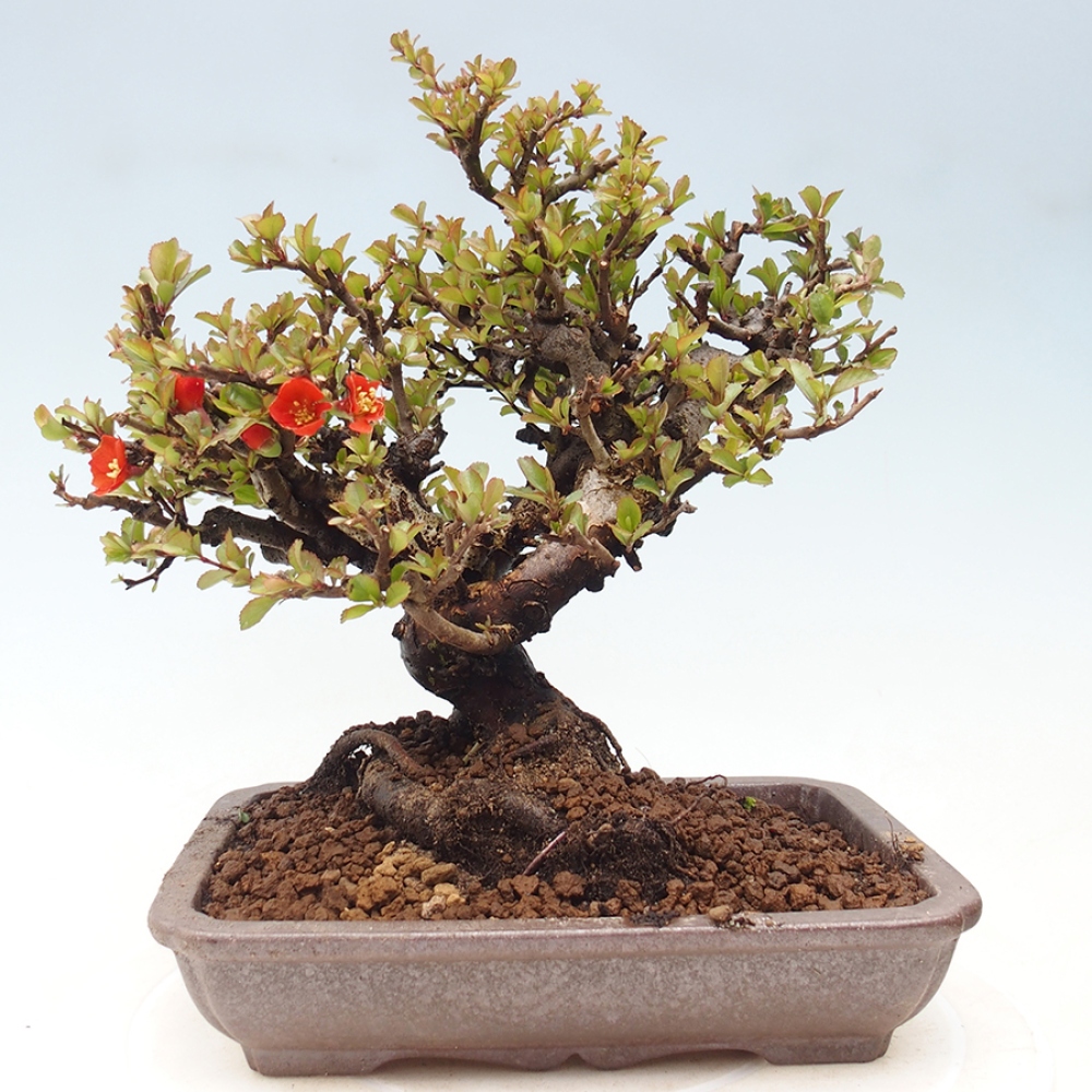 Bonsai da esterno - Chaneomeles speciosa - Cotogno