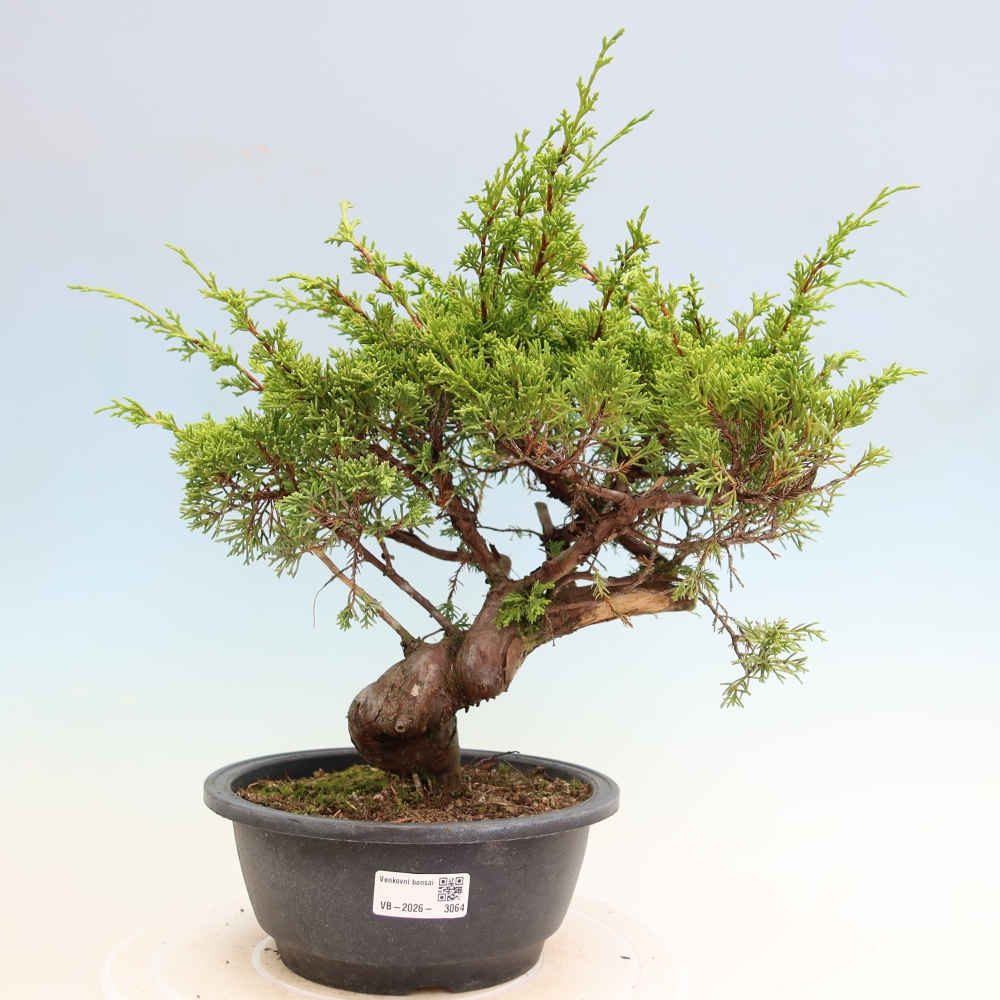 Bonsai da esterno - Juniperus chinensis Itoigawa-Juniperus chinensis