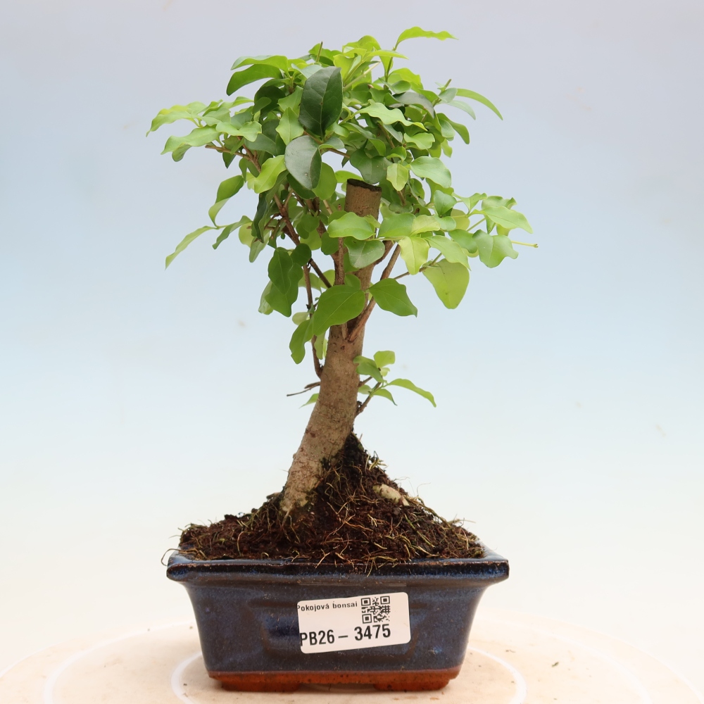 Camera bonsai -Ligustrum chinensis - Becco d'uccello