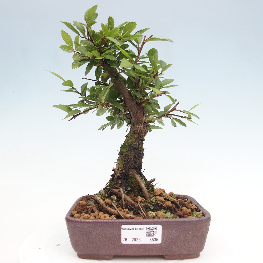 Bonsai da esterno - Zelkova - Zelkova NIRE