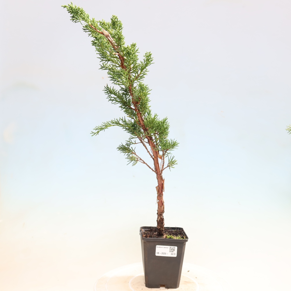 Bonsai da esterno - Juniperus chinensis Kishu