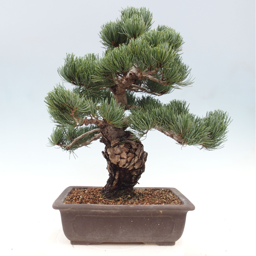 Bonsai da esterno - Pinus parviflora - Pinus parviflora