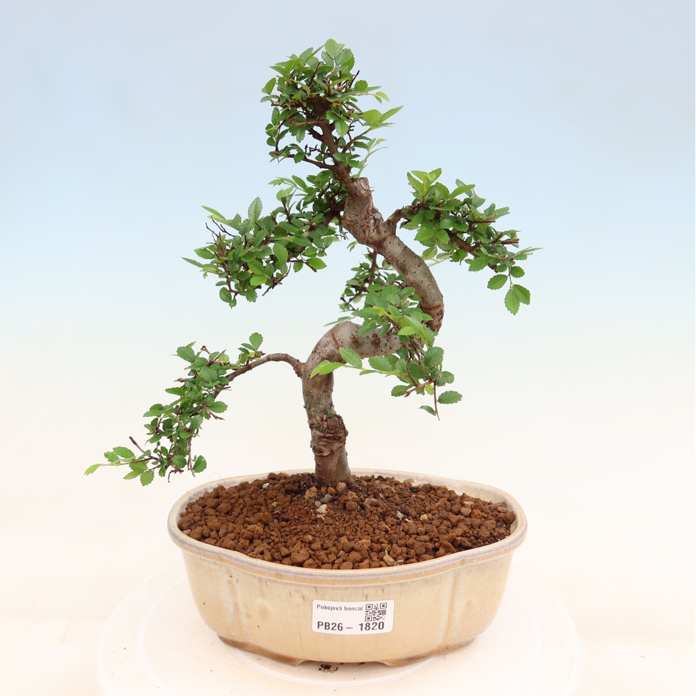 Camera bonsai - Ulmus parvifolia - Olmo a foglie piccole