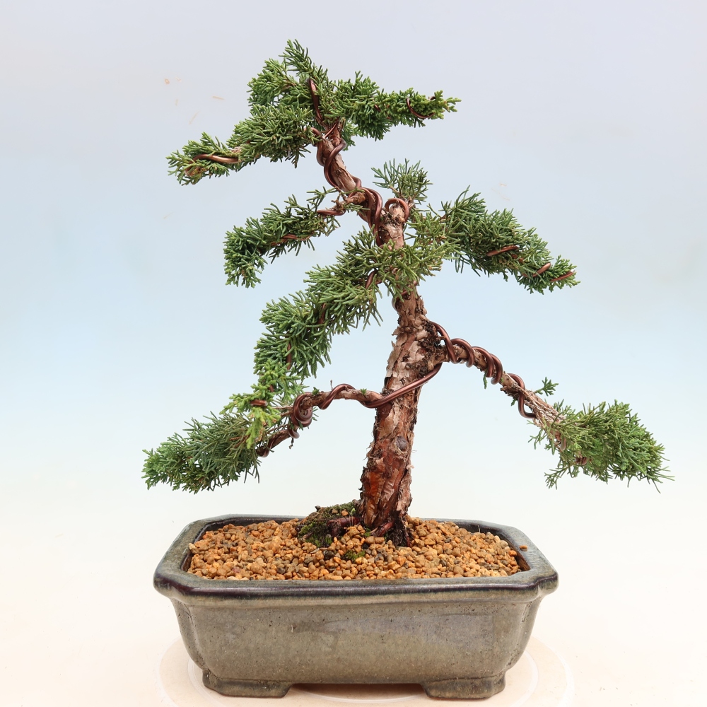 Bonsai da esterno - Juniperus chinensis Kishu
