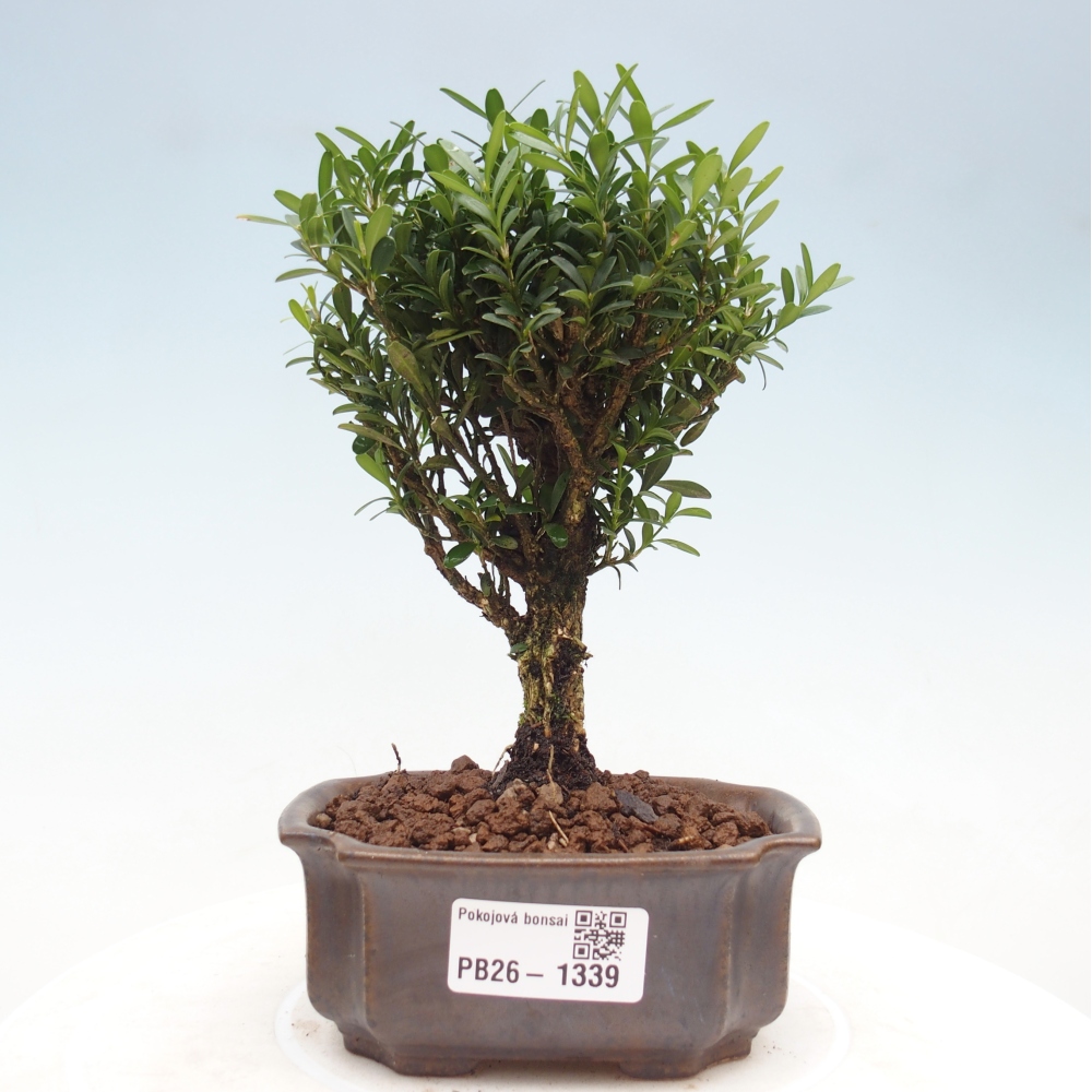 Camera bonsai - Buxus harlandii - buxus da sughero