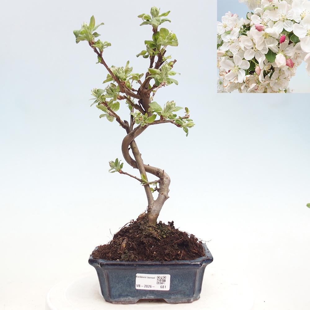Bonsai da esterno -Malus halliana - Melo a frutto piccolo