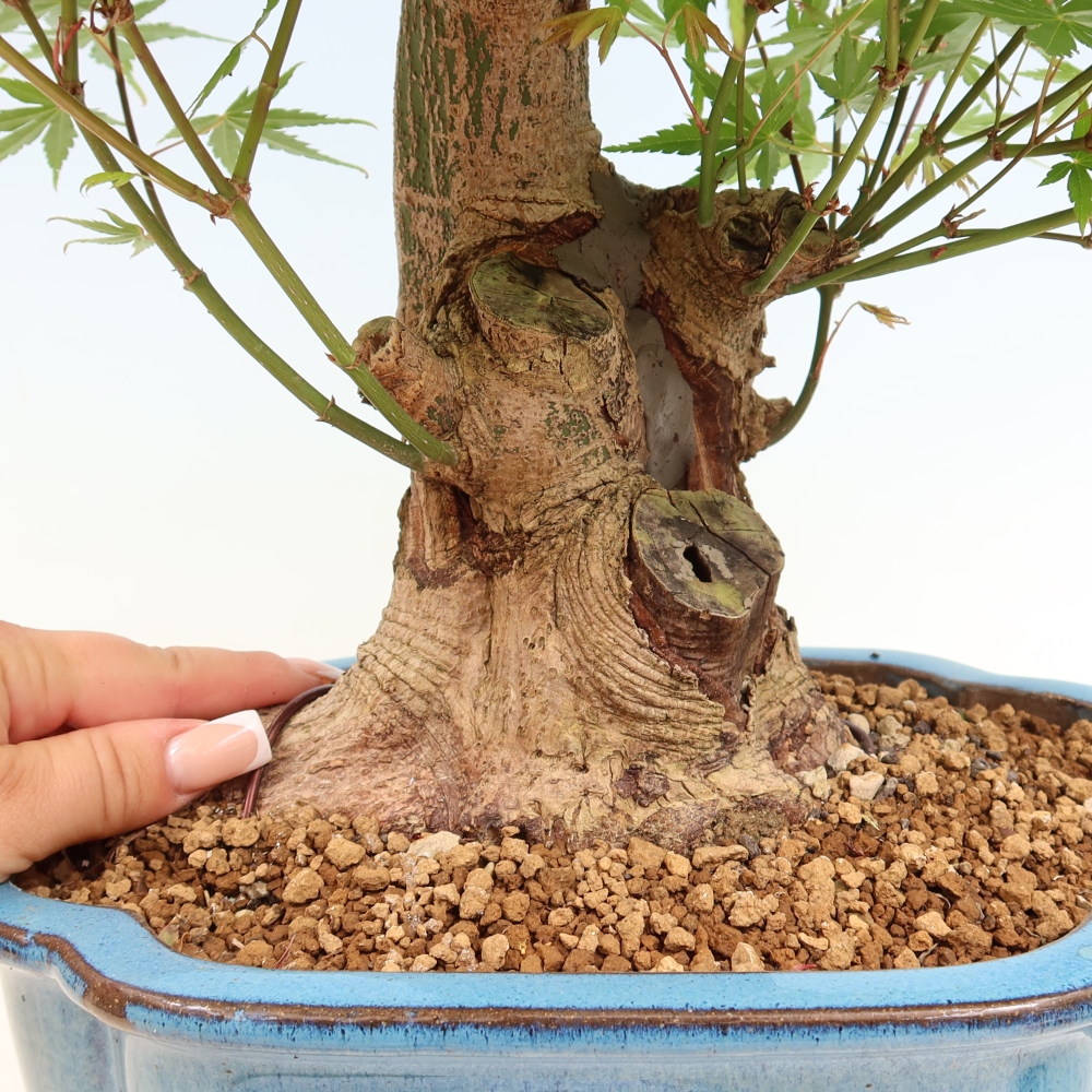 Bonsai da esterno - Acero Burger - Acer Burgerianum