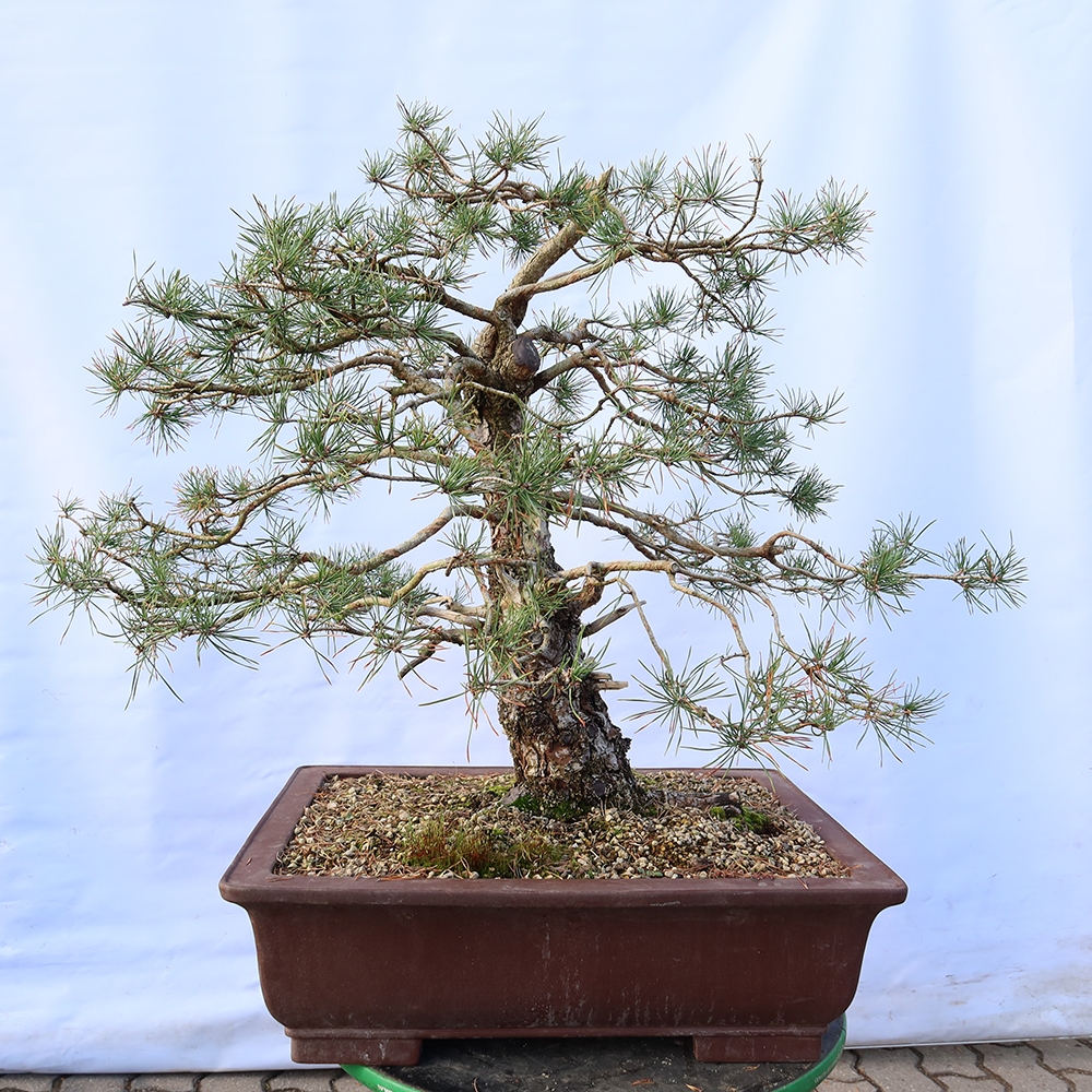 Pinus sylvestris Spagna - pino silvestre