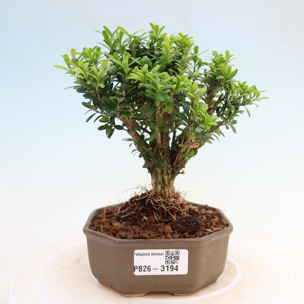 Camera bonsai - Buxus harlandii - buxus da sughero