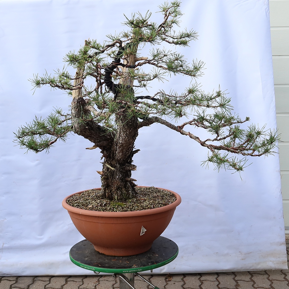 Pinus sylvestris Spagna - pino silvestre