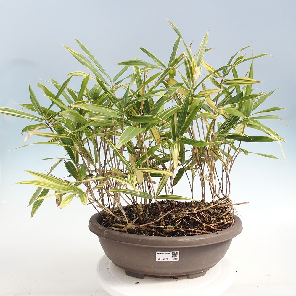 Bonsai da esterno - Sasaella masamuneana Albostriata - Bambù