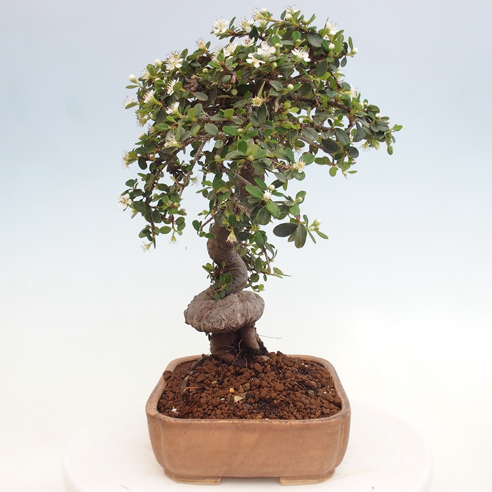 Bonsai da esterno - Cotoneaster dammeri - Roccia di Damer
