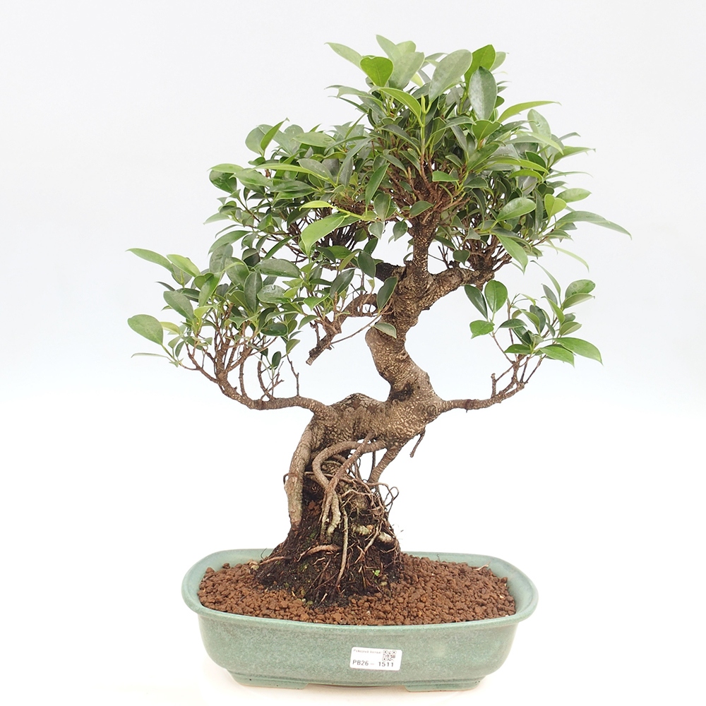Camera bonsai - Ficus kimmen - ficus a foglie piccole