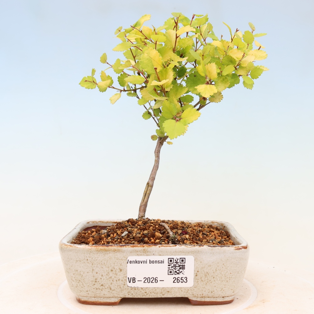 Bonsai da esterno - betulla nana - Betula NANA Golden Treasure