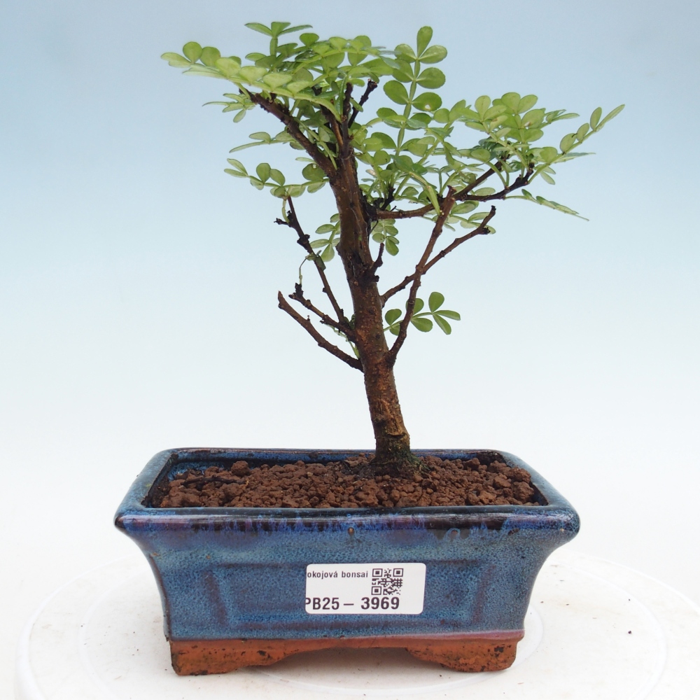 Camera bonsai - Zantoxylum piperitum - albero del pepe