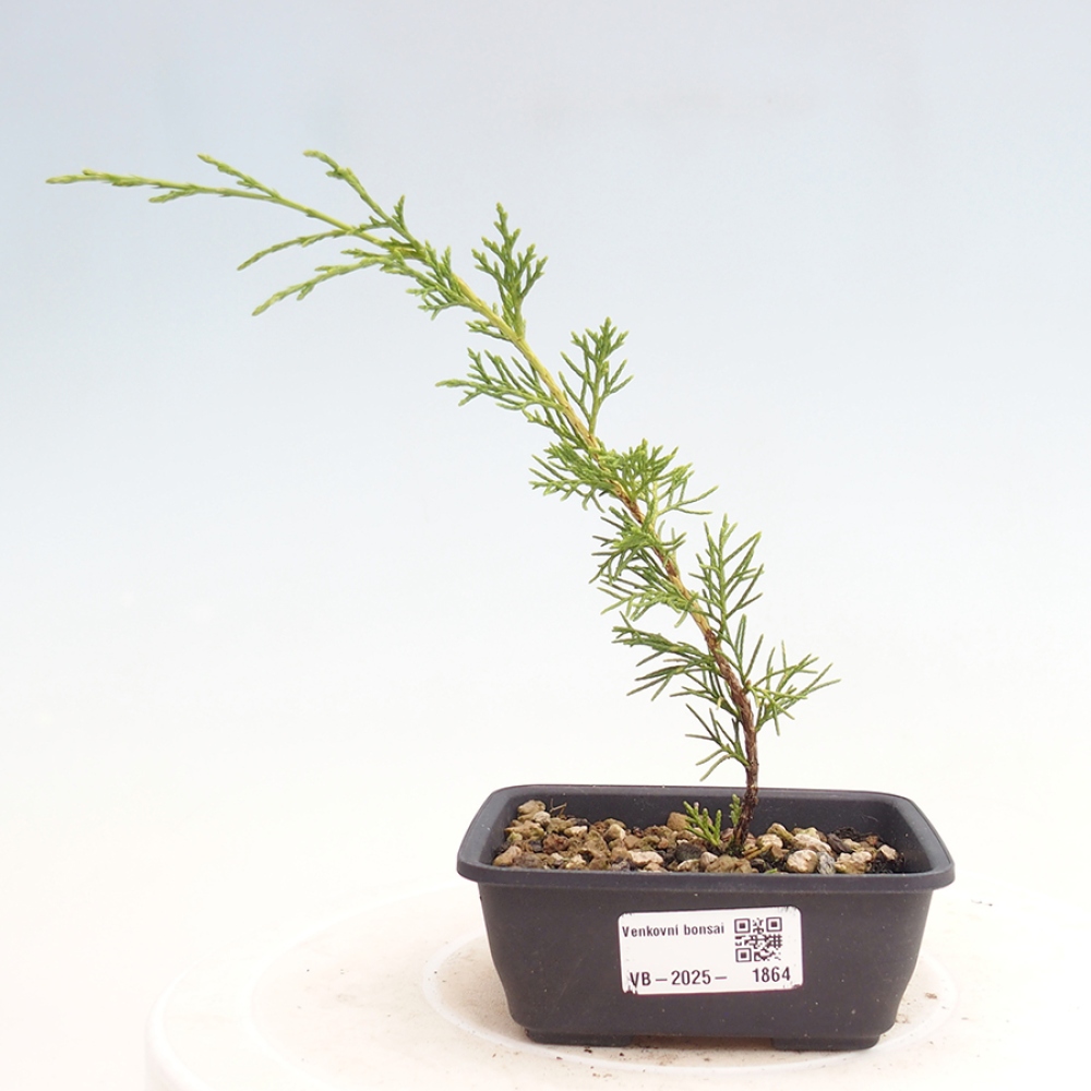 Bonsai da esterno - Juniperus chinensis Itoigawa