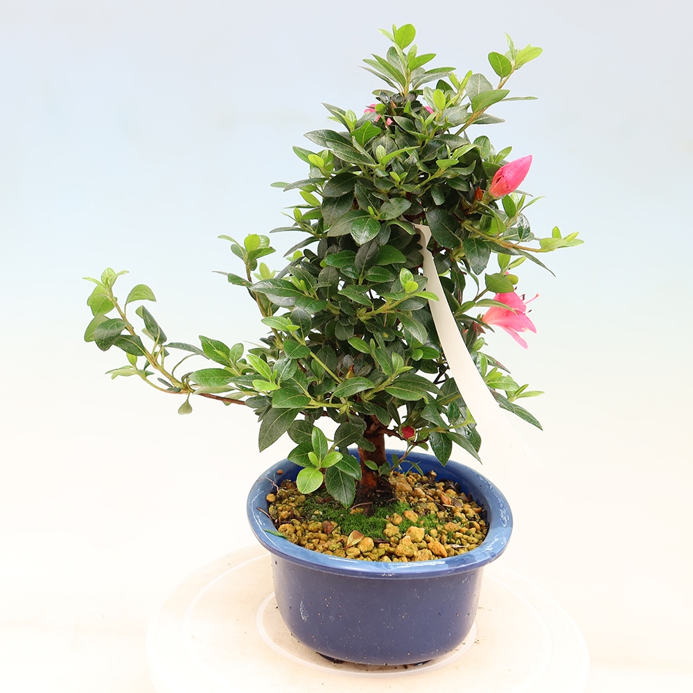 Bonsai da esterno - Azalea giapponese - Azalea Kobai