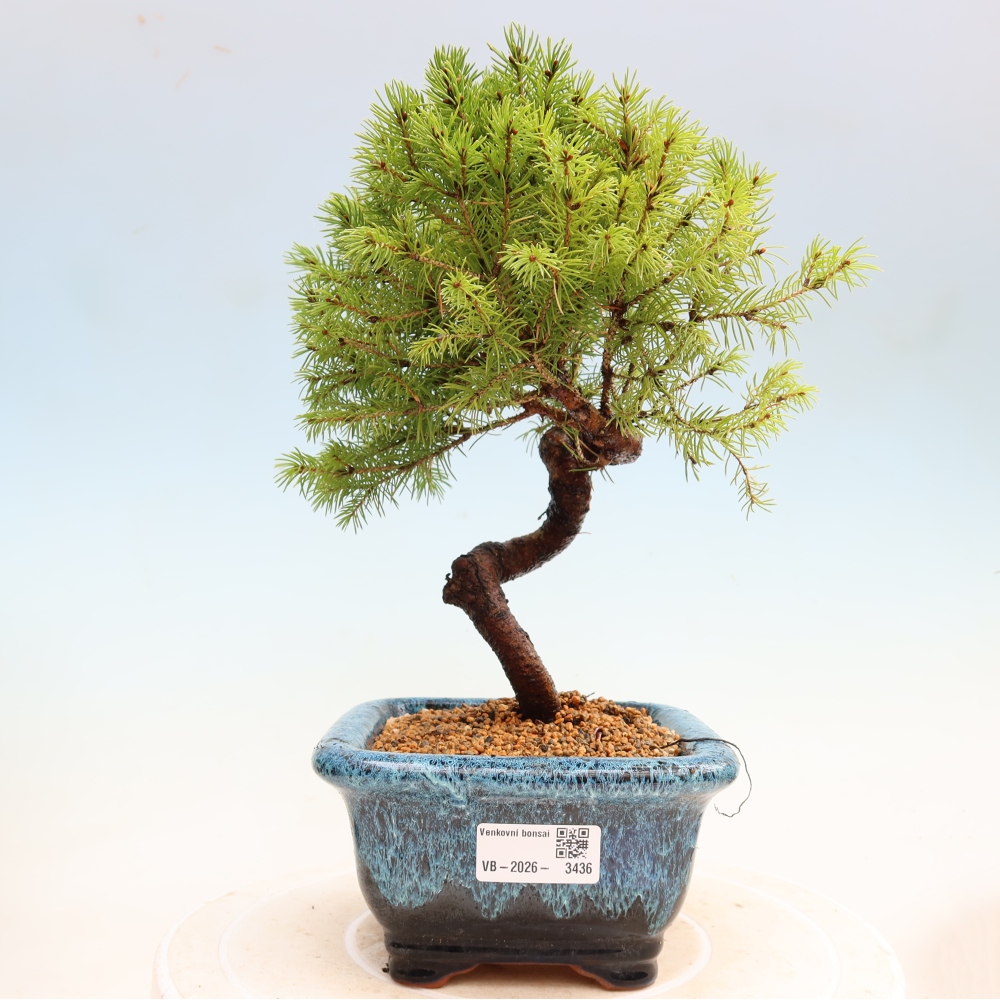 Bonsai da esterno - Abete grigio - Picea glauca globe
