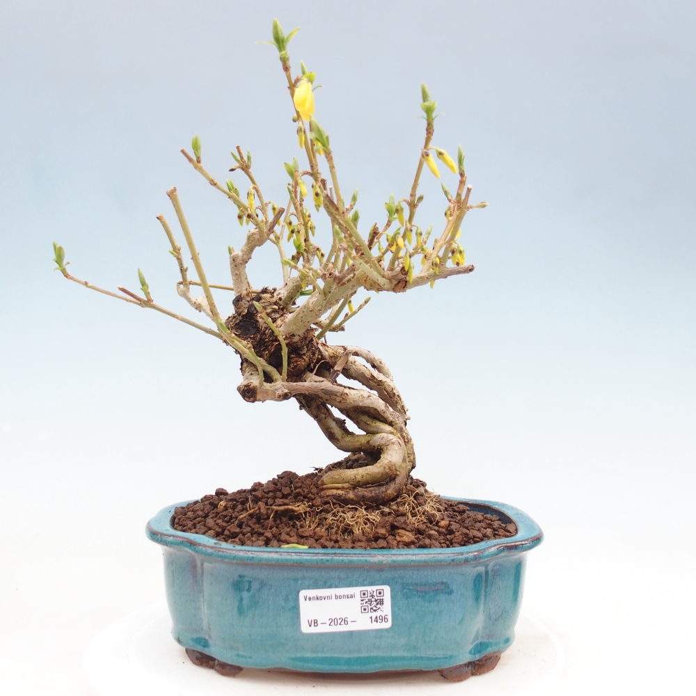 Bonsai da esterno - Zlatice - Forsythia koreana
