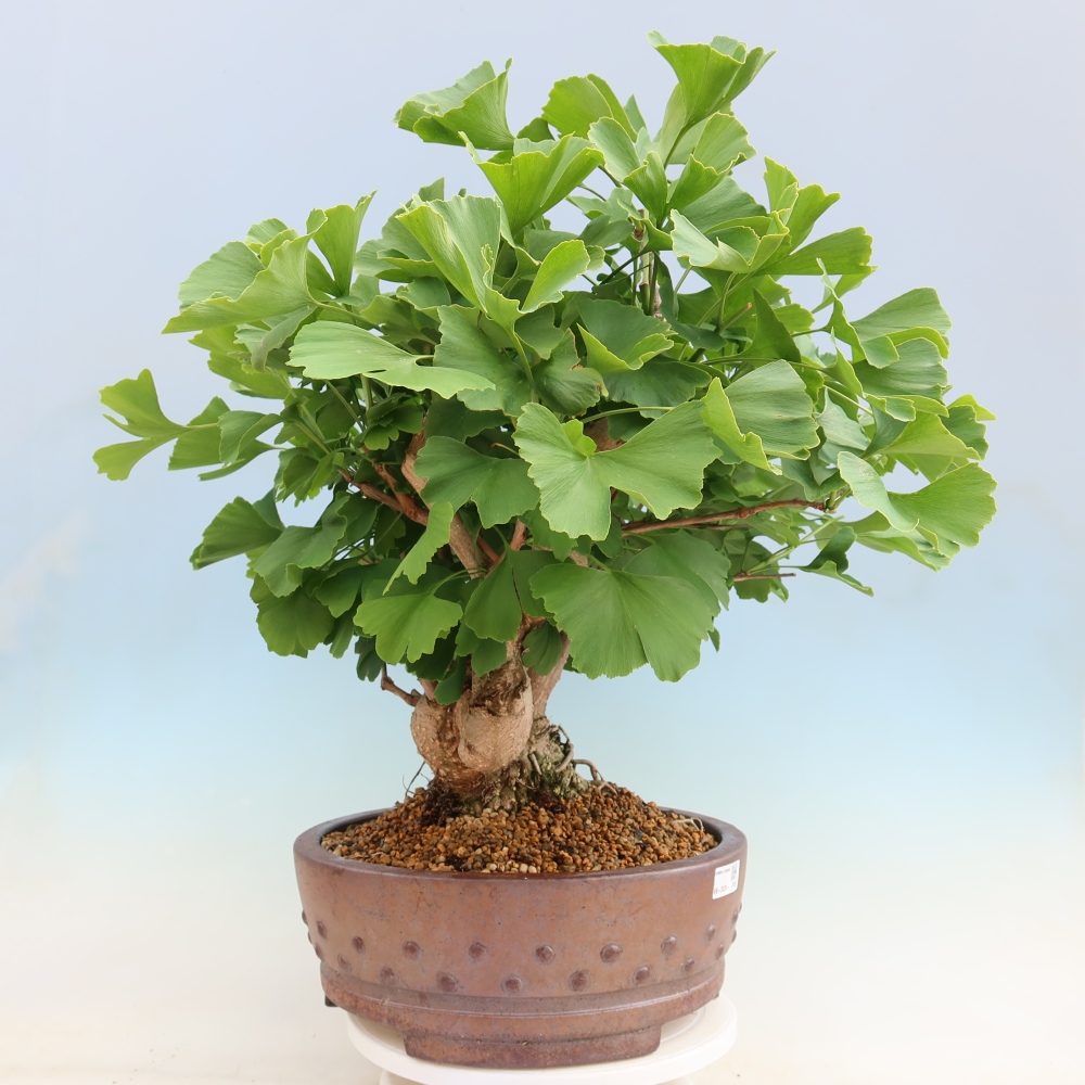 Bonsai da esterno - Ginkgo biloba - Ginkgo biloba