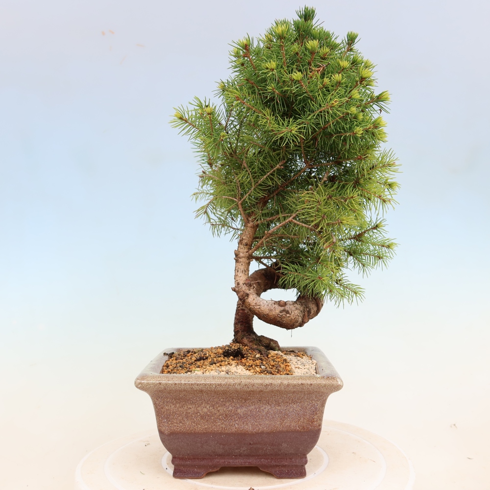 Bonsai da esterno - Abete rosso - Picea glauca globo