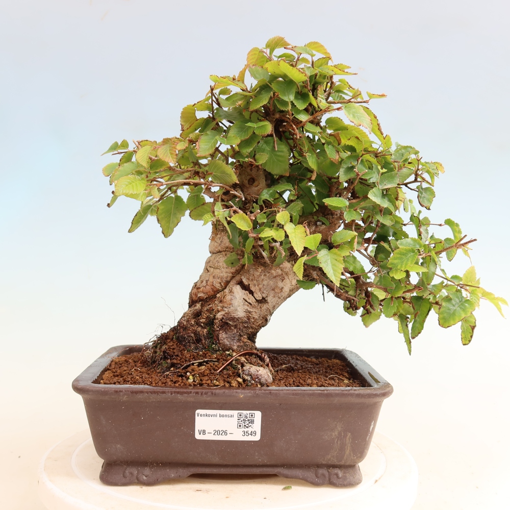 Bonsai da esterno -Carpinus CARPINOIDES - Carpino coreano