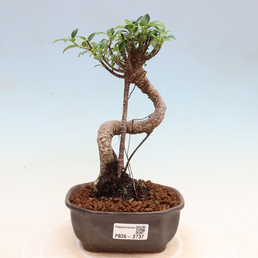 Camera bonsai - Ficus kimmen - ficus a foglie piccole