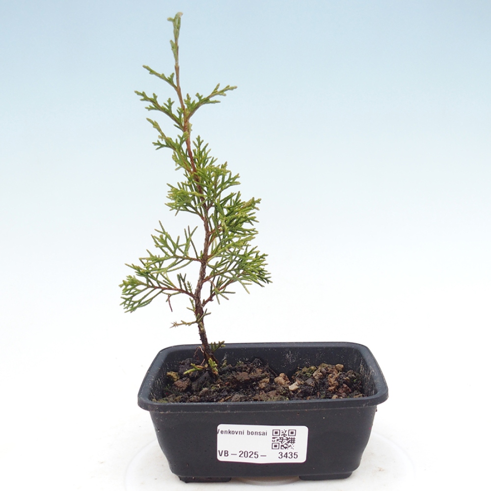 Bonsai da esterno - Juniperus chinensis Itoigawa