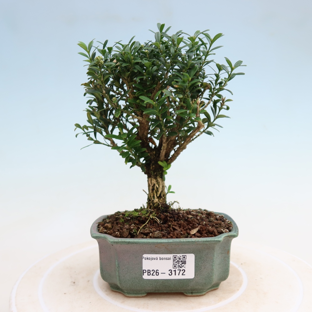 Camera bonsai - Buxus harlandii - buxus da sughero