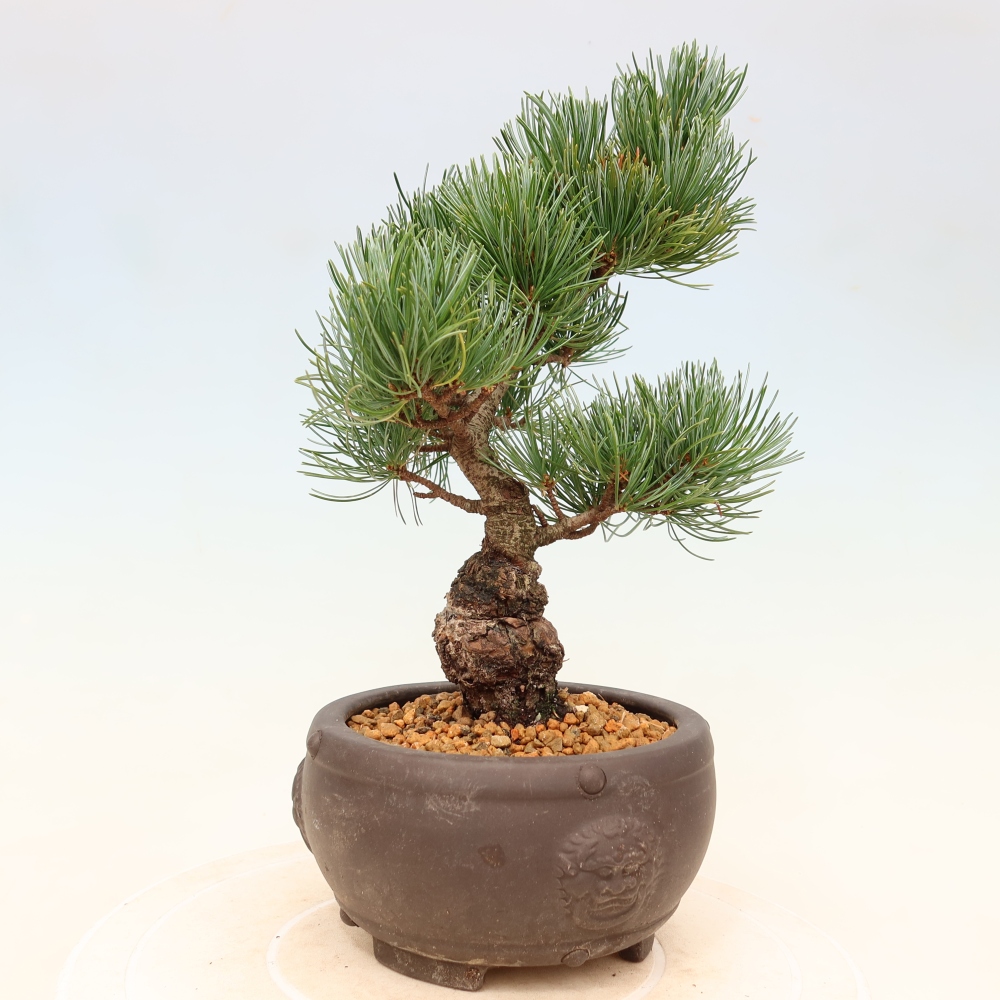 Bonsai da esterno - Pinus parviflora - Pinus parviflora