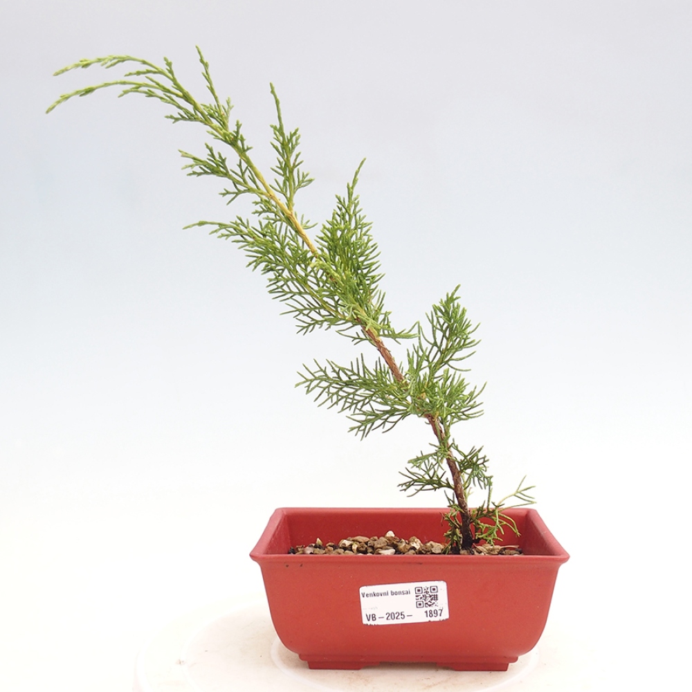 Bonsai da esterno - Juniperus chinensis Itoigawa