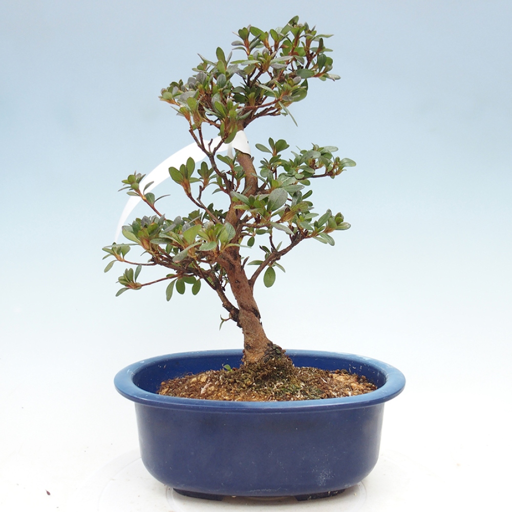 Bonsai da esterno - Azalea giapponese - Azalea Kobai