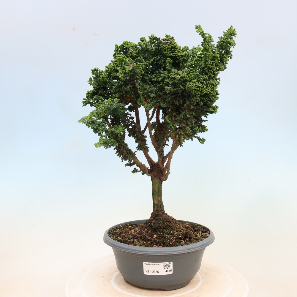 Bonsai da esterno - Cham. obtusa SEKKA HINOKI - Cipresso