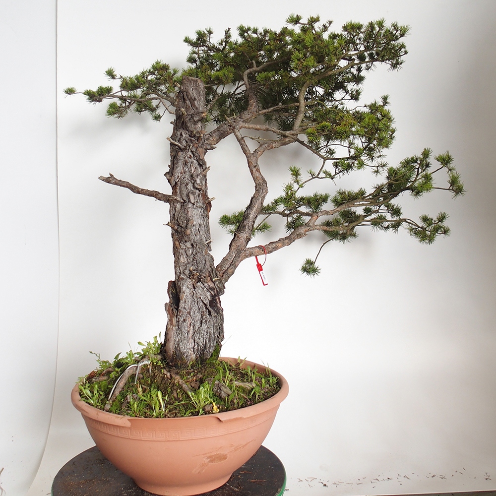 Yamadori - Pinus sylvestris Spagna